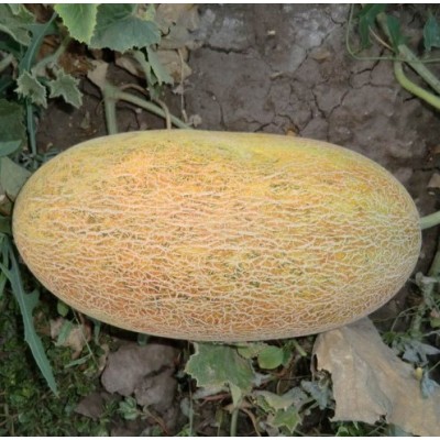 Фиона F1 1000 семян овальной дыни тип Пьель де Сапо, Libra Seeds, Турция